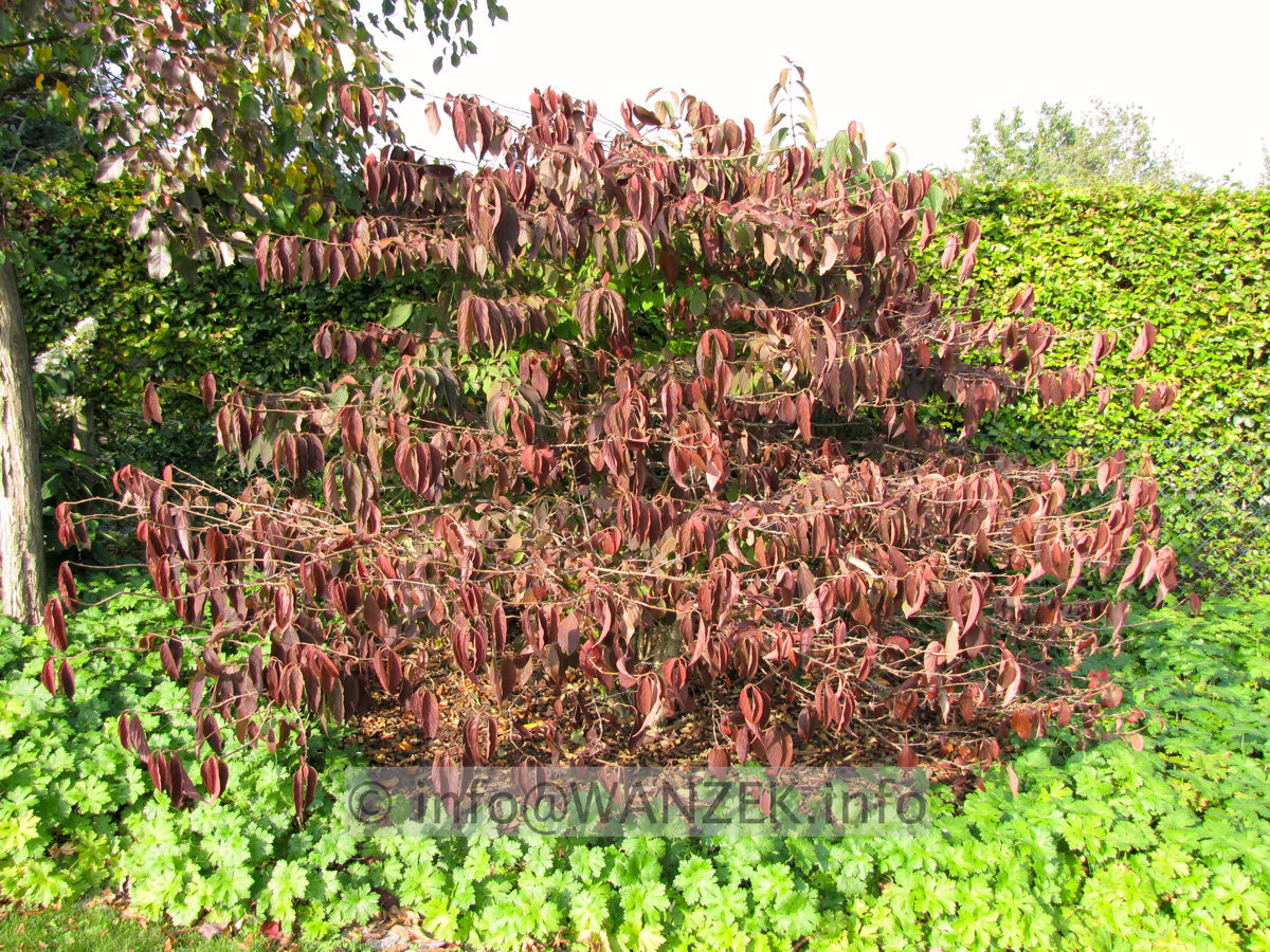 Viburnum plicatum Mariesii 11 Herbst2.jpg